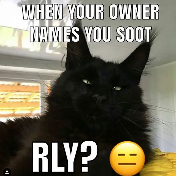 photo of a black Maine Coon with its eyes crossed and with text - when your owner names you soot. rly?