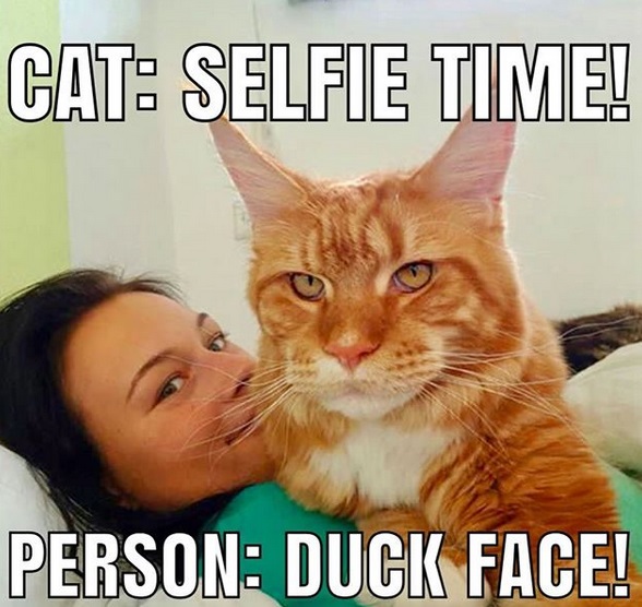 a woman on the bed with her Maine Coon on top of her photo and with text - cat: selfie time! person: duck face!