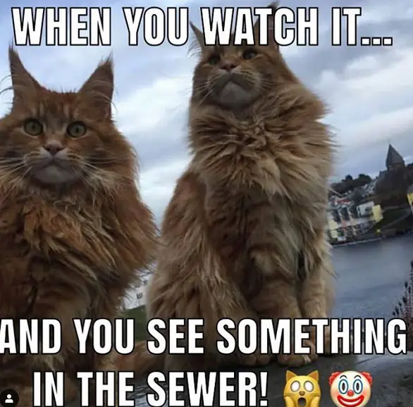 photo of two Maine Coon sitting on the bench by the river and with text - when you watch it... and you see something in the sewer!