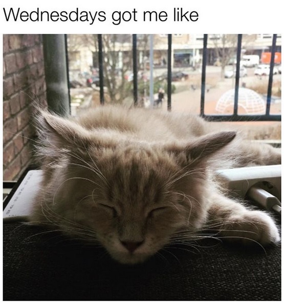 a Maine Coon sleeping in the balcony photo and with caption - wednesday got be like