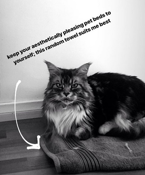 photo of a Maine Coon lying on top of the towel on the floor and with text - keep your aesthetically pleasing pet beds to yourself; this random towel suits me the best