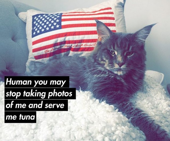 A Maine Coon on top of its furry blanket photo and with text - Human you stop taking photos of me and serve me tuna