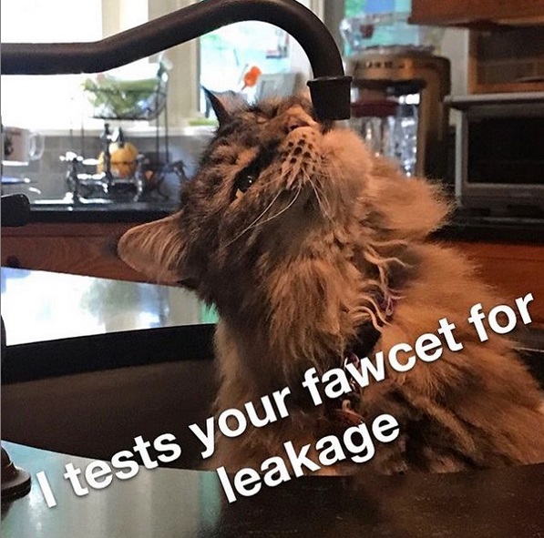 photo of a Maine Coon licking from the faucet and with text - I test your fawcet for leakage