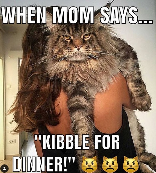 A woman carrying a Maine Coon over her shoulder photo and with text - when mom says... kibble for dinner!