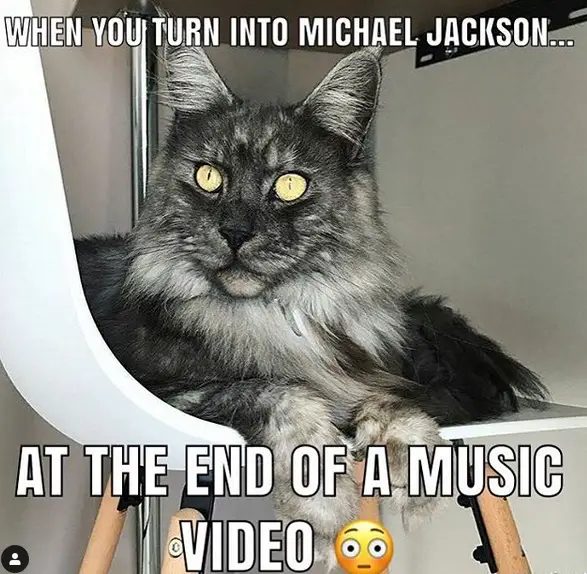 photo of a Maine Coon lying on top of the chair and with text - when you turn into Michael Jackson at the end of a music video