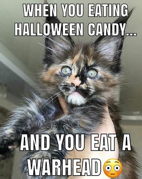 photo of a Maine Coon staring with its wide eyes and with text -when you eating halloween candy... and you eat a warhead