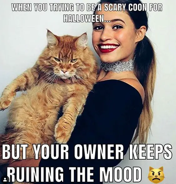 a woman carrying a grumpy Maine Coon photo and with text - when you trying to be a scary coon for halloween but your owner keeps ruining the mood