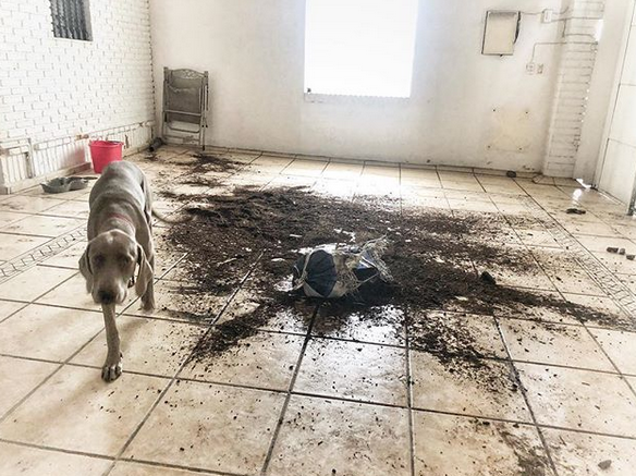 A Weimaraner walking away from the spilled soil on the floor