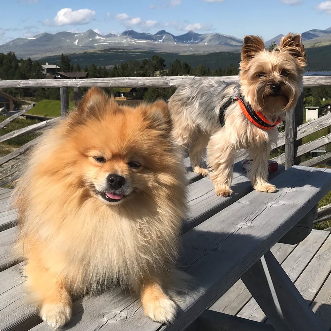 A Yorkshire Terrier standing on top of the bench next to a pomeranian