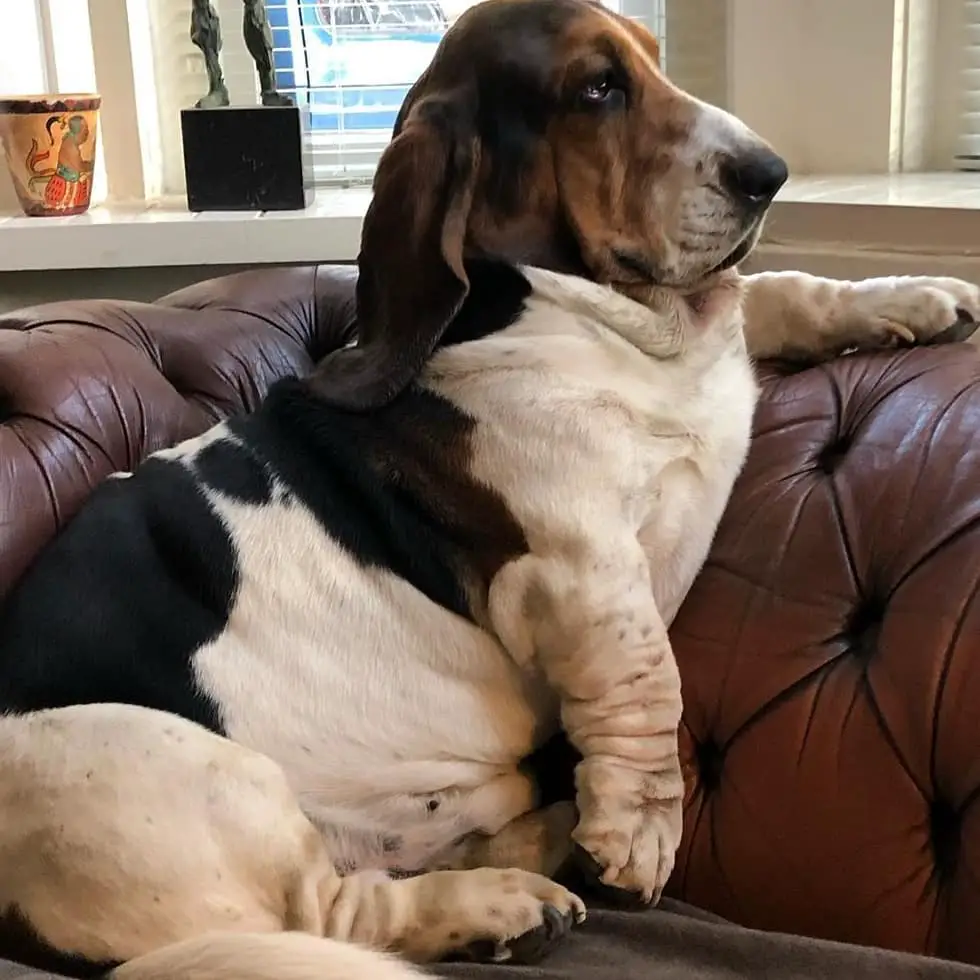 A Basset Hound sitting on the couch