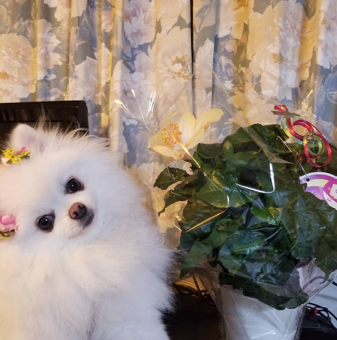 A Pomeranian wearing cute hairpins while sitting next to a potted plant