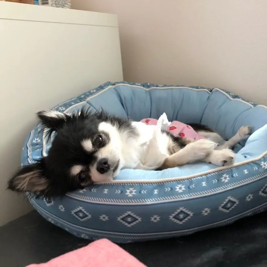 sleepy Chihuahua lying in its bed