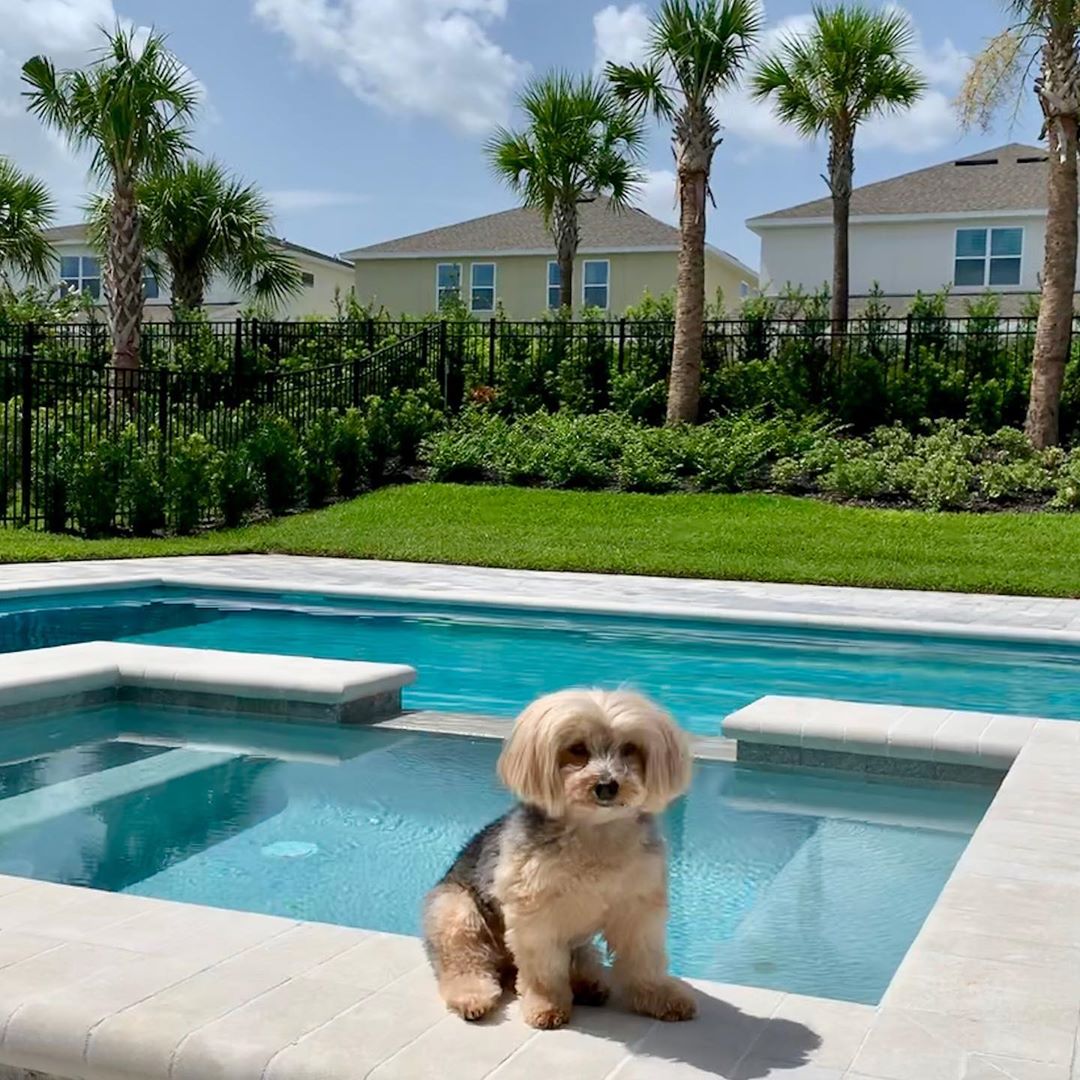 A Yorkshire Terrier sitting in the pool side