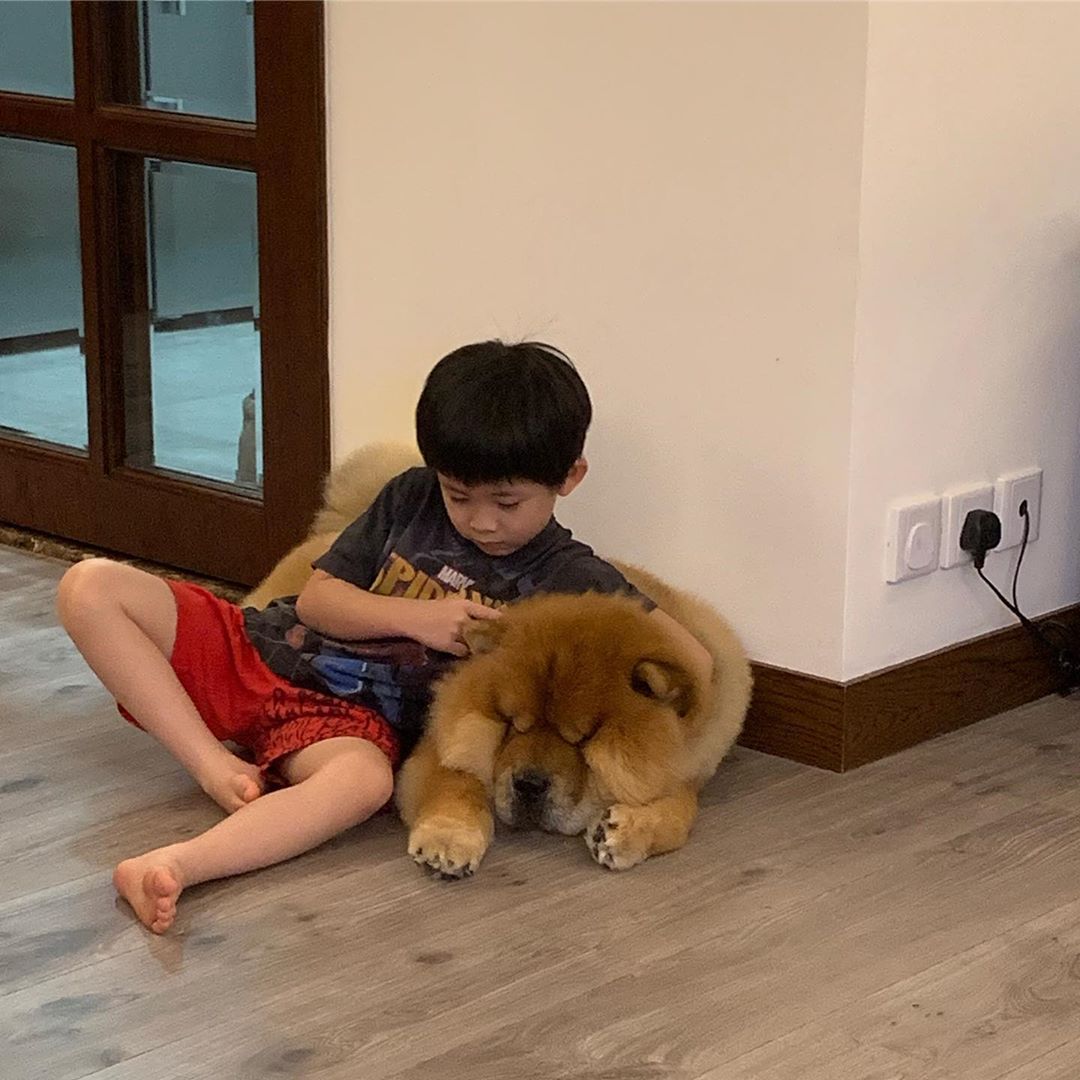 A Chow Chow lying on the floor while a kid is sitting beside him