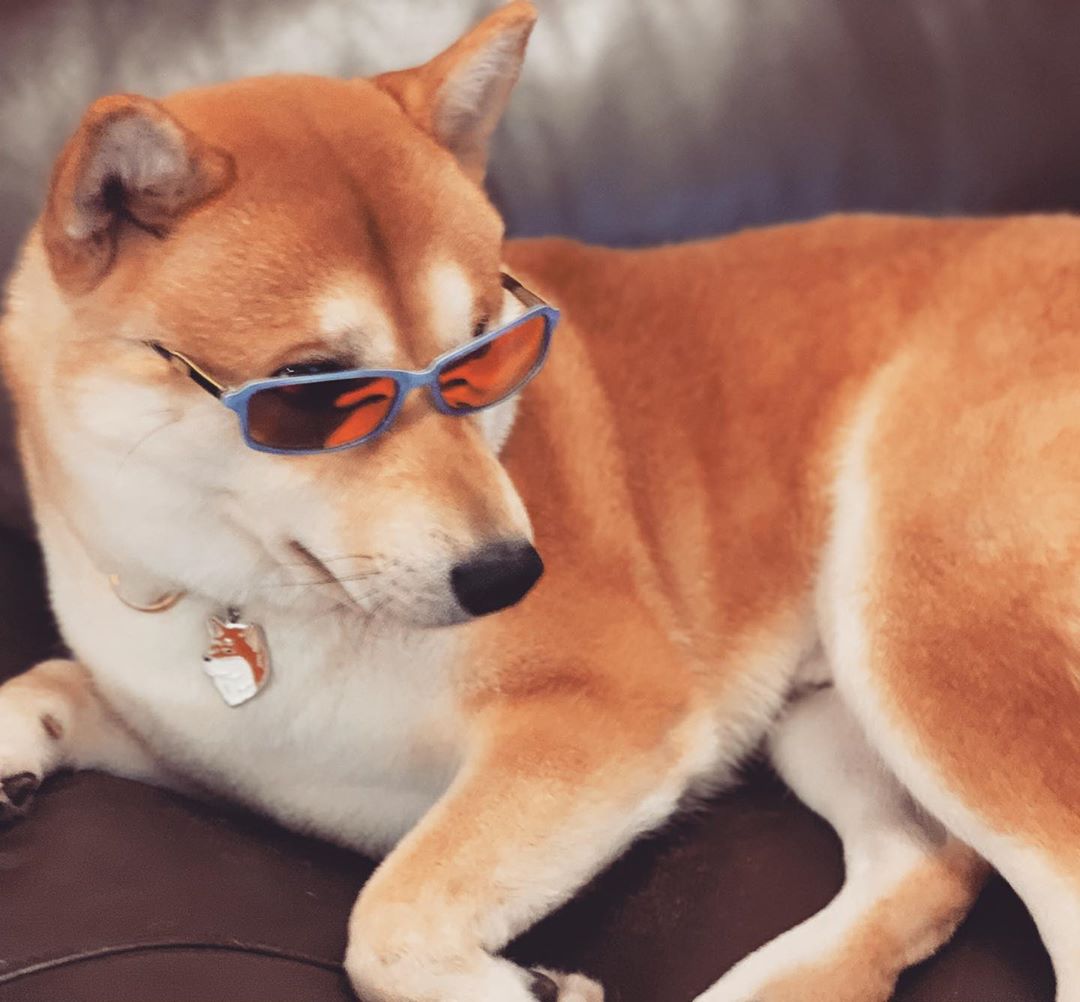 A Shiba Inu wearing sunglasses while lying on the couch
