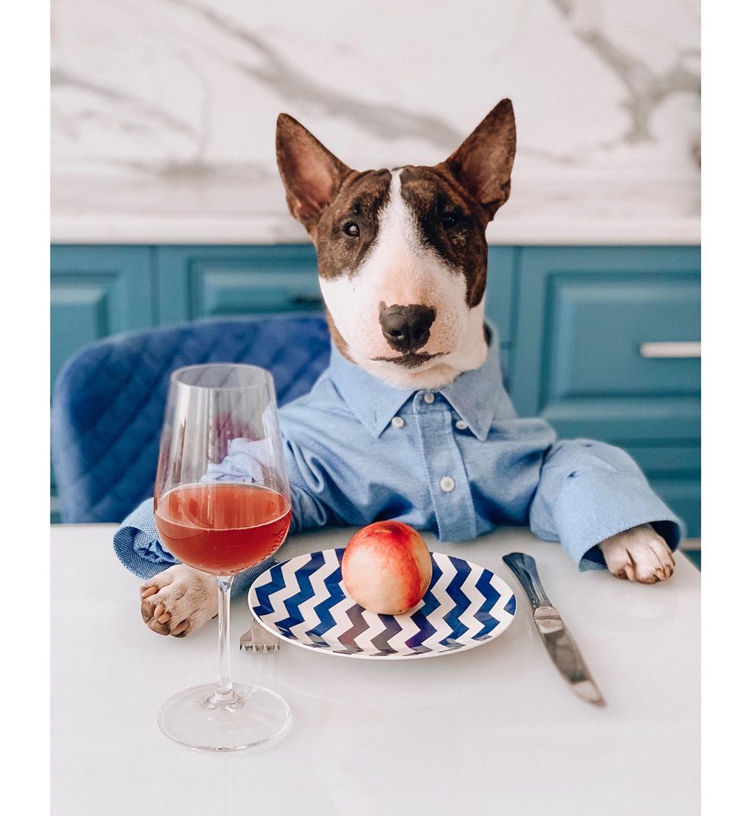 A Bull Terrier wearing a blue polo shirt while sitting at the table with a drink in a wine and an apple