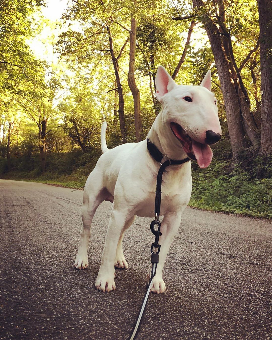 A Bull Terrier standing on the road