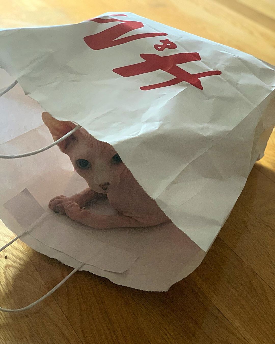 Sphynx Cat inside an H&M paper bag