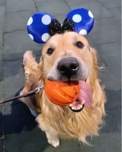 Golden Retriever wearing mickey mouse headband with a ball in its mouth