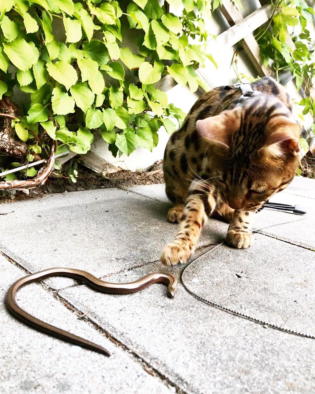 Bengal Cat on the ground playing with a worm