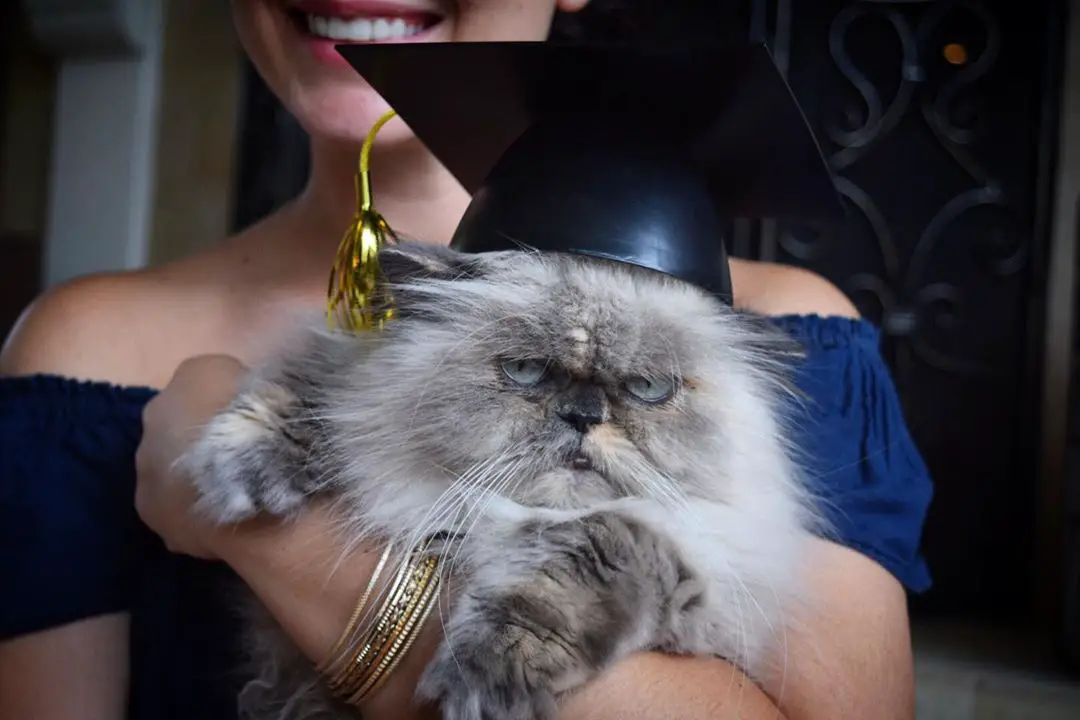 A gray Persian Cat wearing a graduation hat with its grumpy face while being carried by a woman