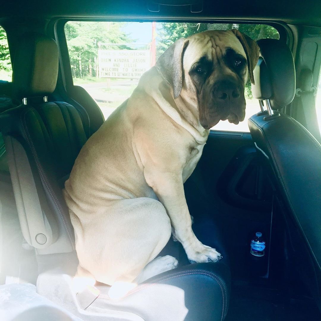 A Mastiff sitting in the backseat