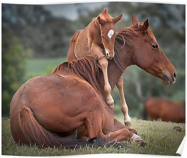 A Horse sitting on the grass while her offspring its hanging on its back