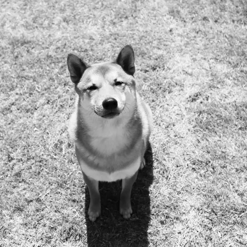 black and white photo of a Shiba Inu sitting on the grass