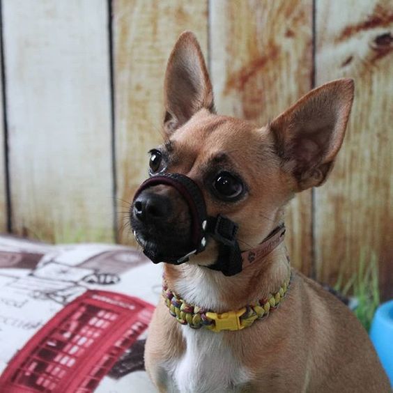Chihuahua wearing a muzzle cover