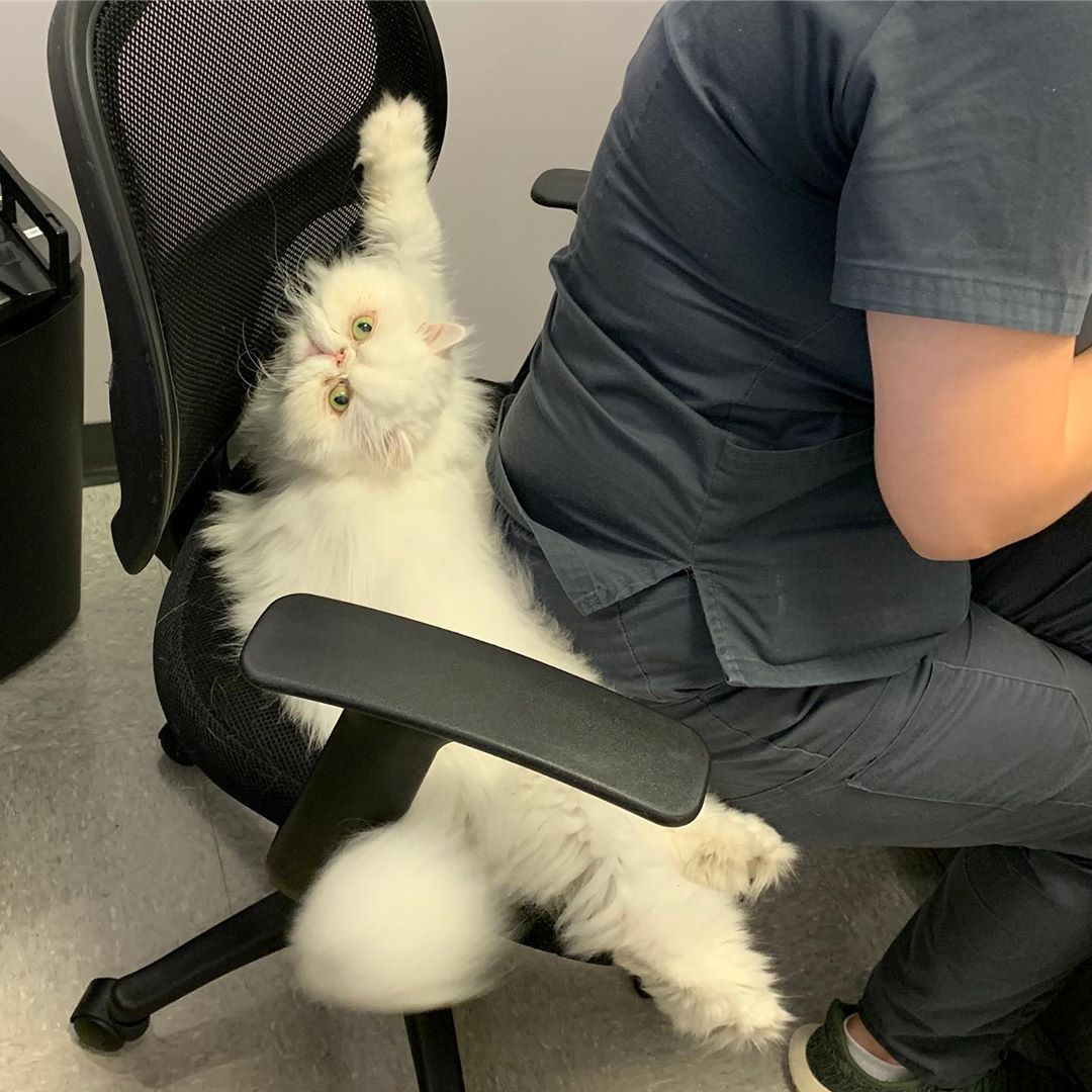 A white Persian Cat sitting behind the woman sitting on the chair