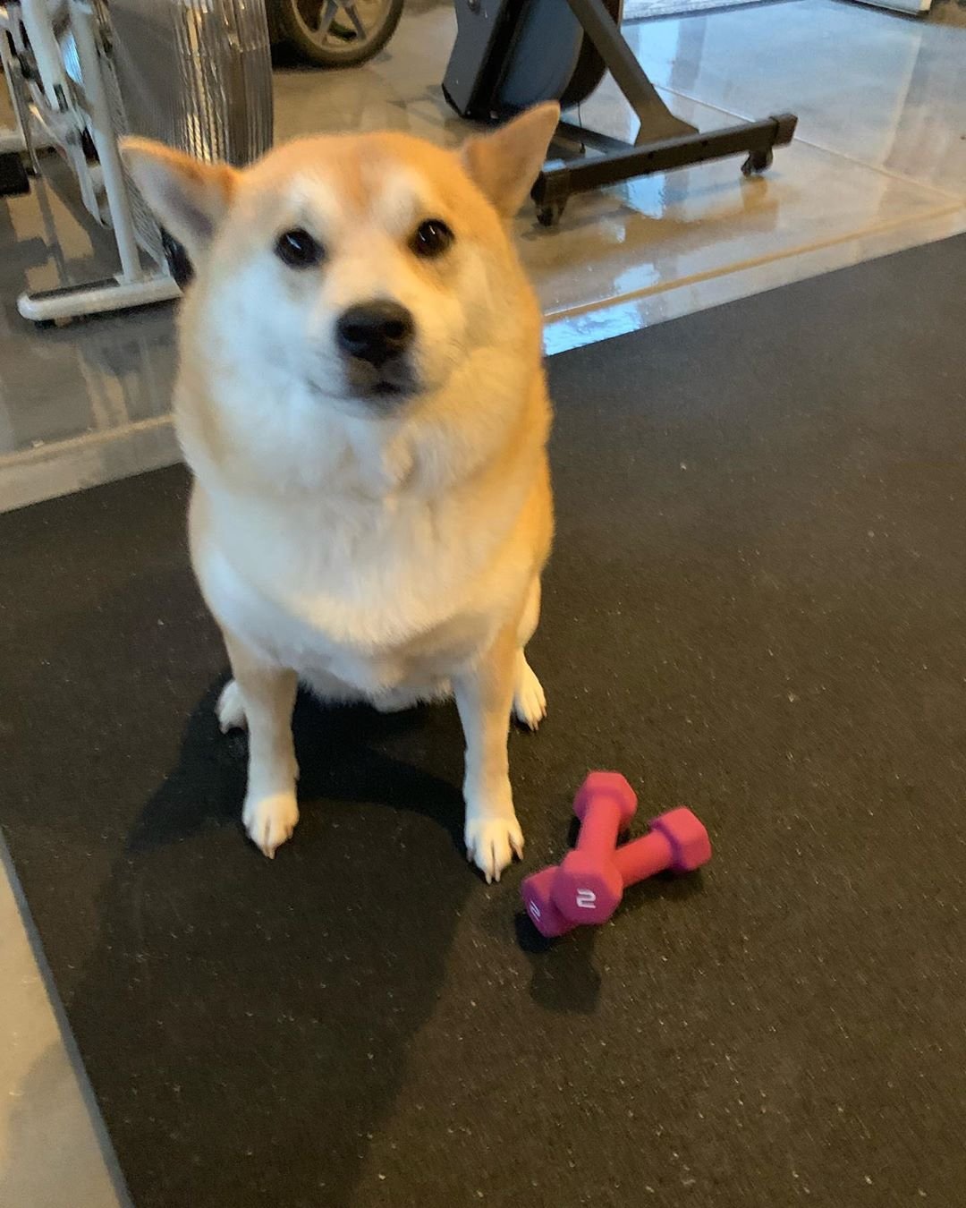 A Shiba Inu standing on the floor