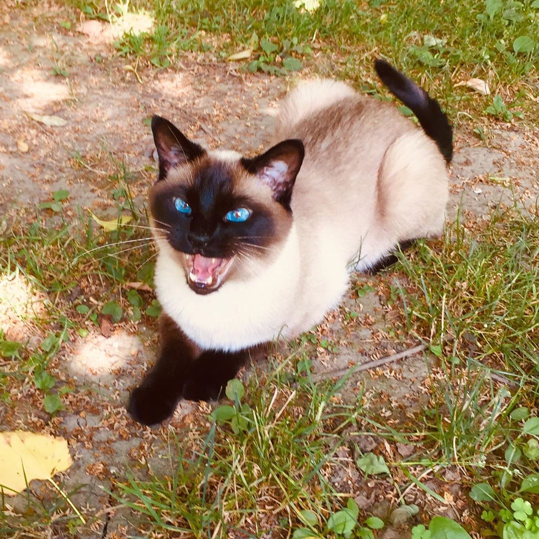 angry Siamese Cat lying down on the ground in the garden