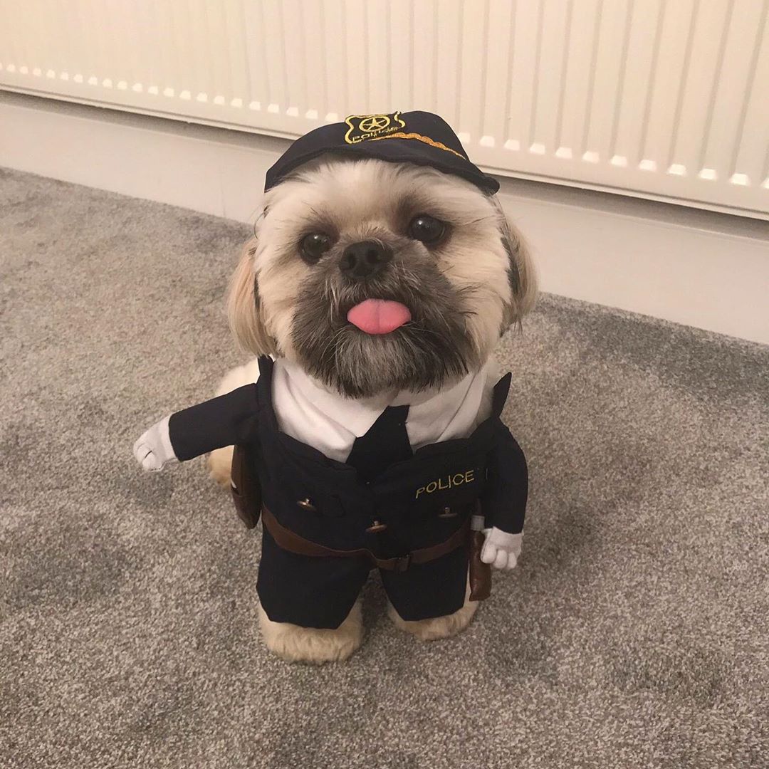 Shih Tzu standing on the floor while wearing a police costume