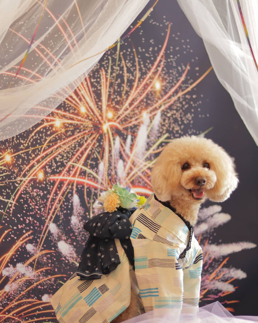 Poodle in a japanese clothe standing with fireworks in the sky