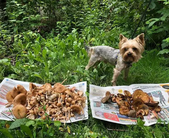 A Yorkshire Terrier standing on the grass behind the mushroom on top of a newspaper in the forest
