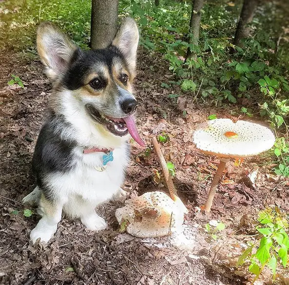 A Corgi sitting on the ground in the forest next to mushroom