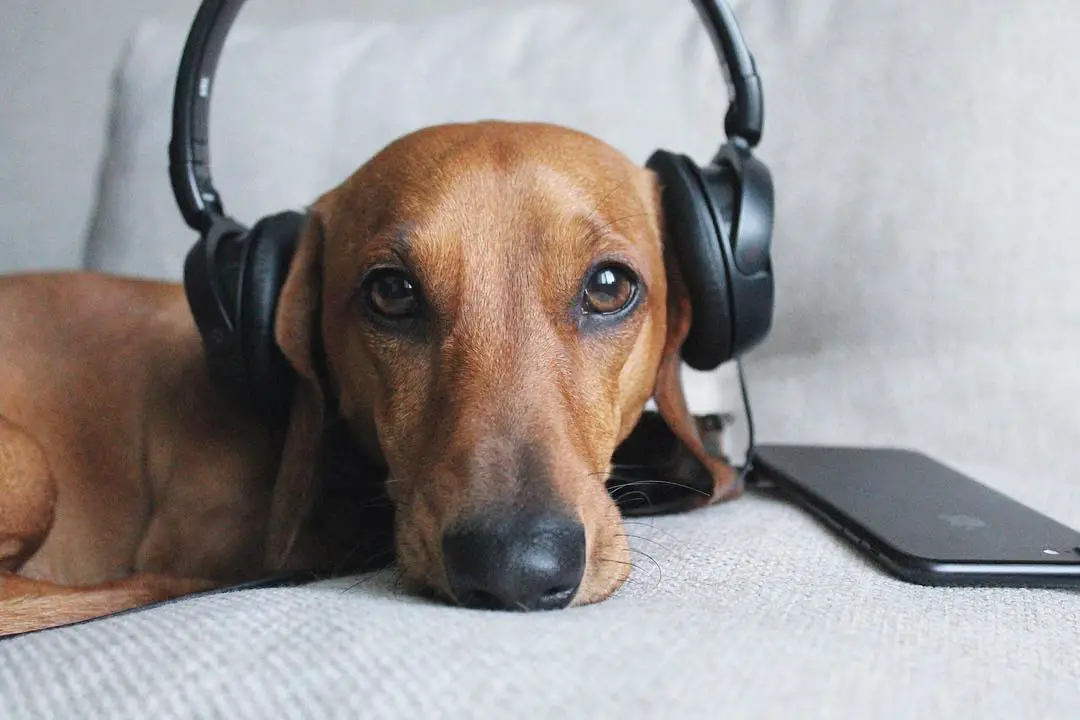 Dachshund lying down on the couch wearing a head phone connected to a phone