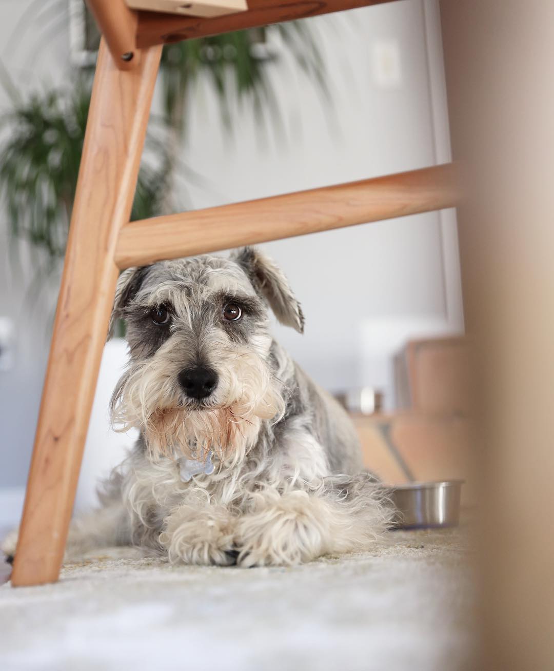 Schnauzer lying down on the floor under the table