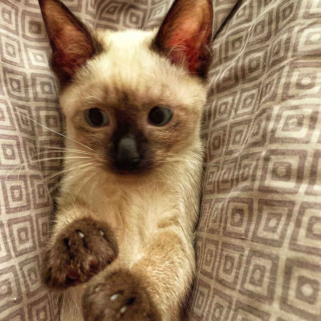 Siamese Cat snuggled up in blanket