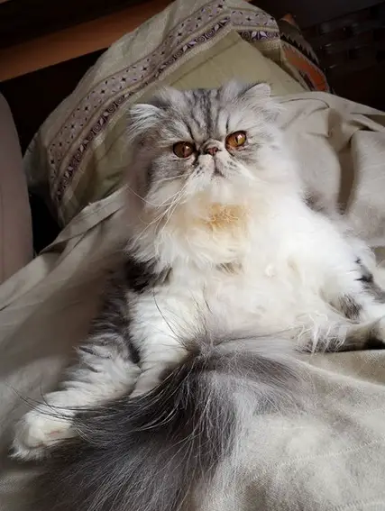 Persian Cat lying on the bed wth its grumpy face