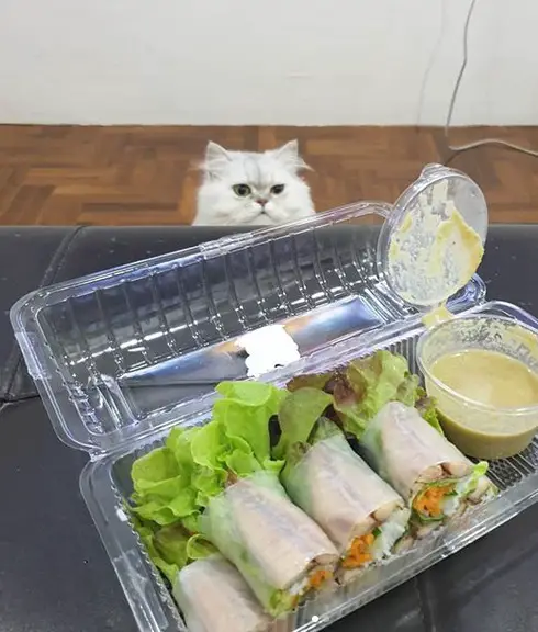 Persian Cat sitting behind the table while staring at the fresh spring roll