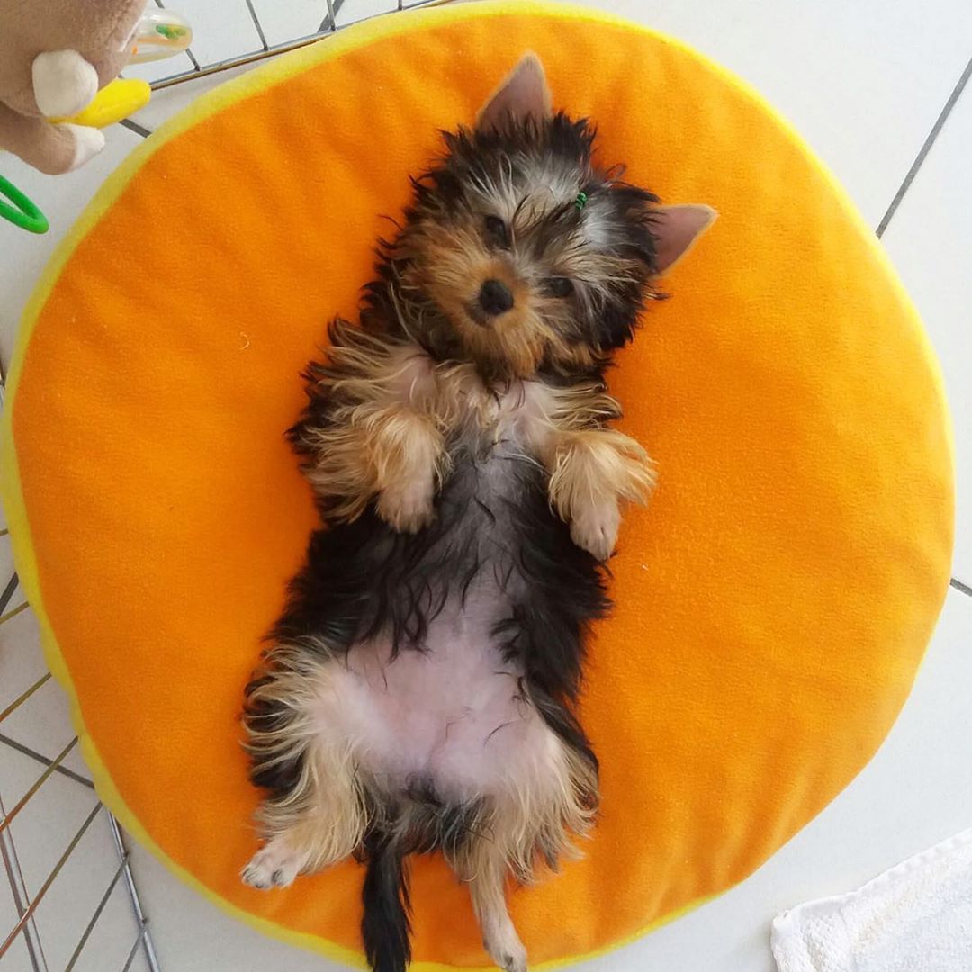 A Yorkshire Terrier puppy lying on its orange circle bed
