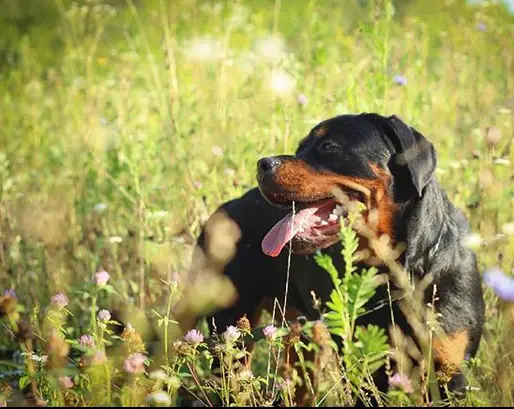 Rottweiler with wildflowers