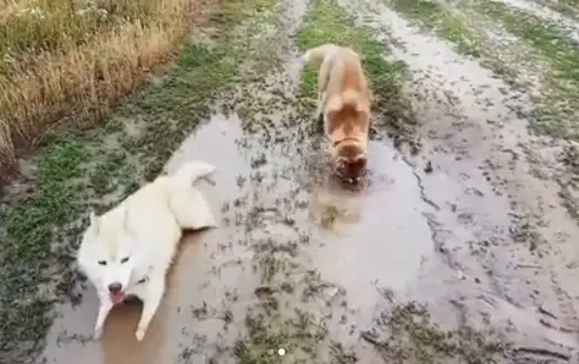 two Huskies playing in the mud