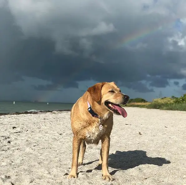 A Labrador standing in the sand under the rainbow in the sky