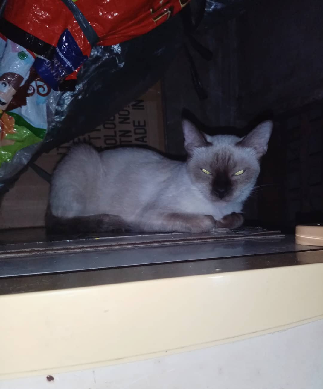 Siamese Cat lying down on the floor at night