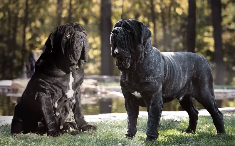two Neapolitan Mastiff standing by the lake
