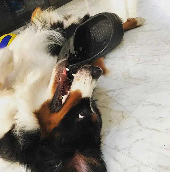 A Bernese Mountain Dog lying on the floor with a slipper in its mouth