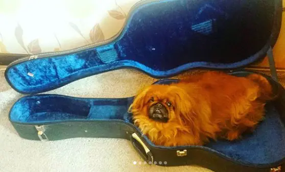 A Pekingese lying inside the guitar bag on the floor