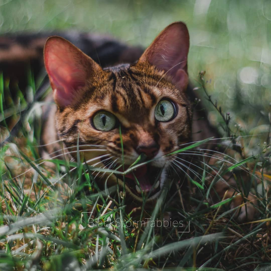 Bengal Cat eating the grass